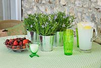 Table avec verres verts, bol de fruits et pots en métal planté d'Isotoma axillaris dans la véranda
