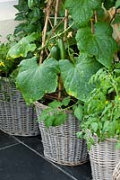 Véranda avec des paniers / pots en osier plantés de tomates et de concombres