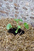 Cultiver des fraises et des capucines dans une balle de paille - jeunes plants poussés dans des trous remplis de compost polyvalent