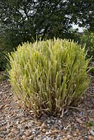 Cortaderia selloana 'Aureolineata. Feuillage coupé.