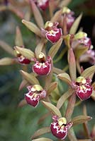 Cymbidium Orchid Conference gx 'Green Light' en mars.