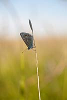 Polyommatus icarus - Papillon bleu commun sur l'herbe sauvage