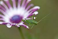 Cricket de brousse moucheté sur Oesteospermum 'White Spoon Petal'