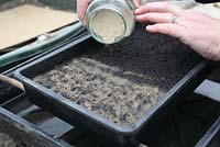 Cultiver un buisson de buddleia - saupoudrer le mélange de sable et de graines uniformément sur le compost humide