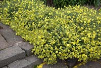 Hélianthemum 'Wisley Primrose'