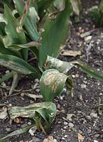 Tulipe avec des symptômes de marbrure virale sur les feuilles