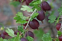 Ribes divariculatum - Worcesterberry close up de fruits
