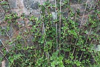 Ribes divariculatum - Worcesterberry, cordon aux fruits mûrs