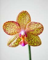 Orchidée Phalaenopsis - gros plan d'une seule fleur avec des pétales mouchetés