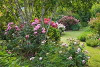 Parterre de fleurs avec des roses à côté du chemin d'herbe. Rosa 'Nur Mahal', Rosa 'Marie Pavie' et Rosa Magna Charta '