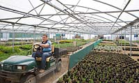Crocus Nursery, Surrey - plantes dans la pépinière en polytunnel