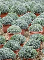 Rangées de pots - plantes poussant en polytunnel - Crocus Nursery, Surrey