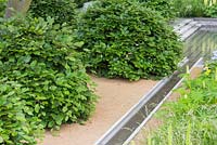 Rangée d'arbustes Fagus sylvatica à côté d'un plan d'eau, menant à une piscine de granit. Le jardin Laurent-Perrier. Chelsea Flower Show 2014