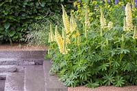 Grappe de Lupinus 'Chandelier' poussant à côté des marches en granit, menant à une piscine. Le jardin Laurent-Perrier. RHS Chelsea Flower Show 2014