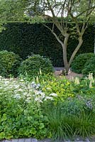 Chelsea Flower Show 2014, Le Jardin Laurent-Perrier détaillant la combinaison de Lupinus, Orlaya grandiflora, Smyrmium perfoliata et Tellima grandiflora avec des sphères Amelanchier et Beech.