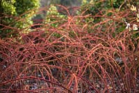 Rubus phoenicolasius - Wineberry japonais. Jardin botanique de Cambridge