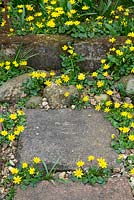Ranunculus ficaria - Petit chélidoine, empiétant sur une allée de jardin.