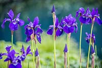 Iris sibirica 'Dark Desire' avec vue sur l'étang. No Man's Land: ABF The Soldiers 'Charity Garden. Médaille d'or, RHS Chelsea Flower Show 2014.