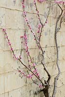 Prunus Persica - Arbre formé en fleur