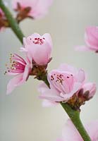 Prunus Persica - gros plan de fleur de pêche rose