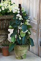 Pot en terre cuite avec Stephanotis floribunda - jasmin de Madagascar. Pépinières Petersham, Richmond, Surrey