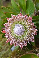 Protea cynaroides - Roi protea. Herm Island, Iles Anglo-Normandes