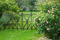 Pelouse et clôture en bois décorative de Stéphane Cassine - à côté de Rosa 'Constance Spry '. Les Jardins de Roquelin, Val de Loire, France