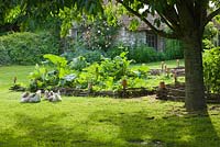 Pelouse, oies et potager décoratif / potager. Les Jardins de Roquelin, Vallée de la Loire, France
