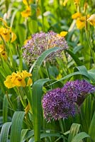 Iris pseudacorus 'Roy Davidson' et Allium christophii. Jardin Andre Eve, France