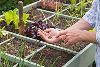 Jardinage au pied carré dans un trug de légumes. Planting Salad Leaves 'Bright and Spicy '. Semer des graines