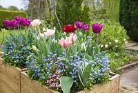 Hyacinthus orientalis 'Fondant', Hyacinthus 'Woodstock', Tulipa triomphe 'Negrita', Chionodoxa 'Pink Giant' et Myosotis - Forget me Not.