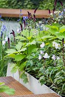 Passerelle en métal rouillé à côté du parterre de fleurs d'Astrantia major 'White Giant', Lysimachia atropurpurea 'Beaujolais', Anémone 'Wild Swan' et Rodgersia. Jardin aquatique RBC.