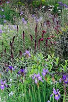 Lysimachia atropurpurea 'Beaujolias', Cirsium rivulare 'Atropurpureum', Astrantia et Iris sibirica 'Perry's Blue' en parterre de fleurs. RHS Chelsea Flower Show 2014, RBC Waterscape Garden