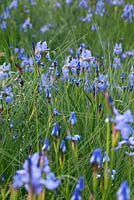 Iris sibirica 'Perry's Blue' et Juncus inflexus. RHS Chelsea Flower Show 2014, RBC Waterscape Garden, médaillé d'or