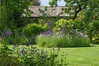 Parterre de fleurs circulaire dans la pelouse avec Rosa 'Nevada' et aquilegias auto-ensemencées et Leucanthemum vulgare - marguerites à œil de boeuf.