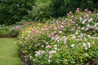 Parterre de roses avec des variétés de roses anglaises David Austin. Queen Mary's Gardens, Regent's Park, Londres.
