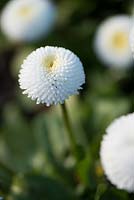 Bellis perennis 'Medicis blanc' - Série Medicis