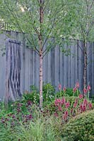 Betula sous-plantée de Buxus sempervirens, Verbascum 'Petra', Aquilegia 'Ruby Port', Digitalis 'Sutton's Apricot' - Khora Spaces Exhibit au RHS Chelsea Flower Show 2014