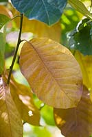 Feuille de Magnolia sprengeri en automne. Saling Hall, Essex