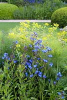 The Telegraph Garden, RHS Chelsea Flower Show 2014, médaillé d'or. Combinaison d'Anchusa azurea 'Loddon Royalist' avec Euphorbia ssp.