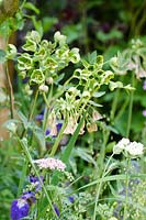Nectaroscordum siculum avec Mathiasella bupleuroides 'Green Dream '. The DialAFlight Potter's Garden. RHS Chelsea Flower Show 2014.