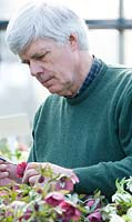 Pollinisation de l'hellébore - Pépiniériste, Hugh Nunn, pollinisant les fleurs d'hellébores