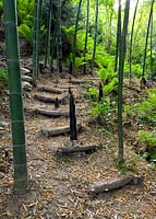 Phylostachys Edulis dans la vallée avec des marches en bois jusqu'à fougères profondes et bambou
