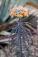 Bryophyllum 'Tuberossum'