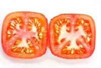 Solanum lycopersicum 'Moneymaker' - Cultivé en moisissure pour former des fruits presque carrés, septembre