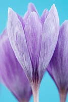 Crocus ligusticus Intermédiaire - Crocus à fleurs d'automne également connu sous le nom de Crocus medius. Des stries sur les pétales peuvent être causées par un virus - novembre