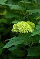 Hydrangea Arborescens 'Annabelle' - fleurs précoces vert lime