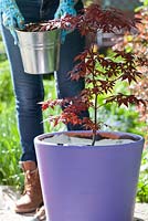 Plantation d'Acer palmatum en pot. Pose de feutre sur le sol autour de l'érable planté avant d'ajouter du paillis.