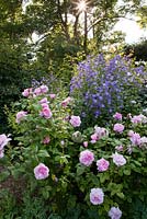 Rosa 'Cottage Rose', Campanula lactiflora 'Variété de Prichard'