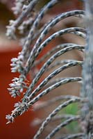 Bryophyllum 'Tuberosum'